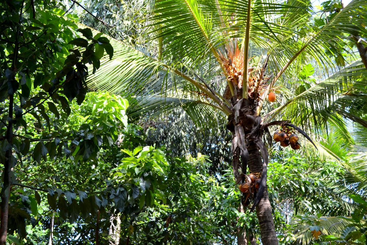 Sigiriya Freedom Lodge Dambulla Εξωτερικό φωτογραφία