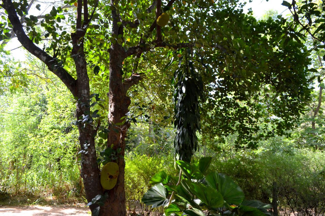 Sigiriya Freedom Lodge Dambulla Εξωτερικό φωτογραφία